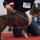 JCH,CHPL,GRAND Champion PL Coloroco YOCCO