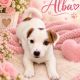 Alba