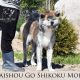 Taishou Go Shikoku Mori