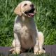 Hollabwood's Dakota