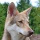 Greywolf-Guérande de la Compagnie du Loup Gris (Gigi)