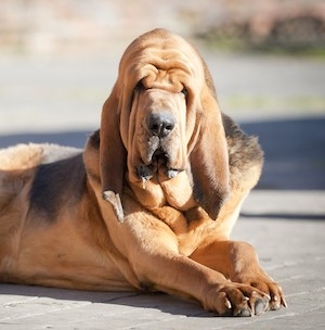 rasa bloodhound