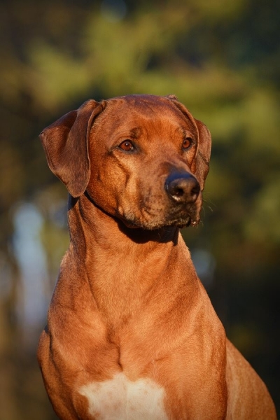 pies rhodesian ridgeback