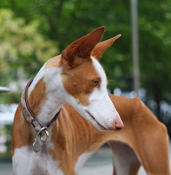 Поденко ибиценко и фараонова собака. Поденко ибиценко длинношерстная. Поденко ибиценко характер. Ивисская борзая поденко ибиценко. Поденко ибиценко порода собак.