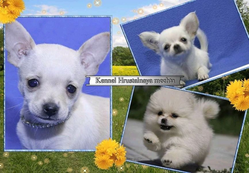 ягоды малина голубика. питомник растений мечта михайловский район. питомник длинношерстных чихуахуа. чихуахуа стандарт длинношерстные. село большое свистово михайловский район питомник.