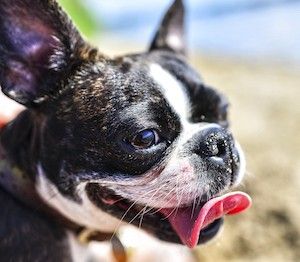 Son Los Boston Terriers La Raza Adecuada Para Ti