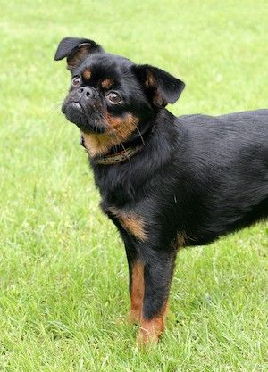 Пти (малый) брабансон – купить щенка в питомнике | 🐕 Look4dog.com