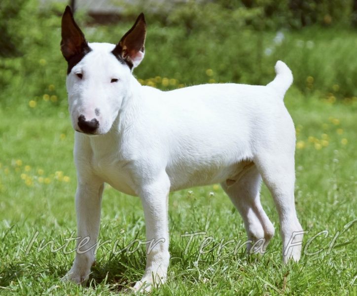 Миниатюрный бультерьер – купить щенка в питомнике | 🐕 Look4dog.com