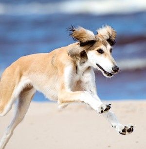 Guijarro Amplia gama Elevado Saluki – comprar un cachorro | 🐕 Look4dog.com