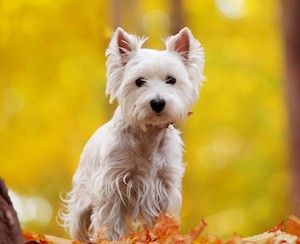 Precious Petzzz West Highland Terrier Lifelike Breathing Dog Ornament 59454 
