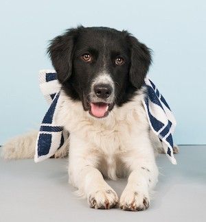 Border Collie - the perfect companion for active people - WARSAW DOG